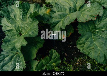 Gros plan des feuilles de la plante de rhubarbe utilisée dans la préparation de boissons saines. Agriculture. Photo de haute qualité Banque D'Images