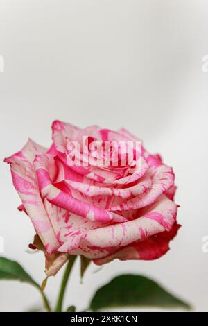 Délicate rose blanc-rose sur fond blanc Banque D'Images