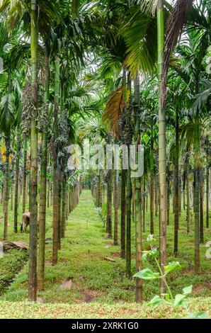 Plants de noix d'Areca avec grappes de noix d'Areca dans une plantation Banque D'Images