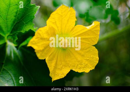 Fleur de Gourd de frêne également appelé benincasa hispida, la gourde de cire, la gourde blanche, la gourde d'hiver, la gourde de suif, citrouille de frêne, melon d'hiver, préservvi chinois Banque D'Images