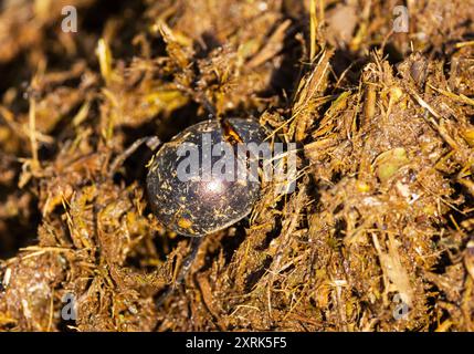 Le Plum Dung Beetle est un spectacle courant pendant la saison de riany. Ils visitent régulièrement les excréments des grands herbivores et roulent des boules pour les enterrer Banque D'Images