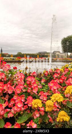 Dresde, Allemagne - 7 octobre 2023 : fleurs lumineuses fleurissent près d'une fontaine Banque D'Images