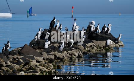 Groupe de cormorans pied australiens perchés sur un groyne rocheux pendant une journée ensoleillée, avec des eaux calmes en arrière-plan Banque D'Images