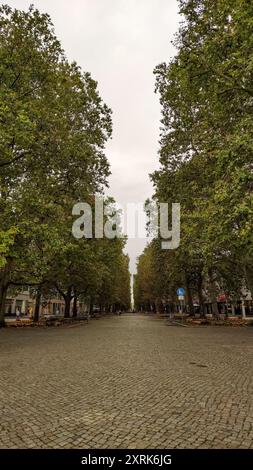 Dresde, Allemagne - 7 octobre 2023 : arbres de rue pavée tranquilles automne Banque D'Images