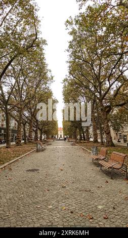 Dresde, Allemagne - 7 octobre 2023 : chemin piétonnier entouré d'arbres d'automne Banque D'Images