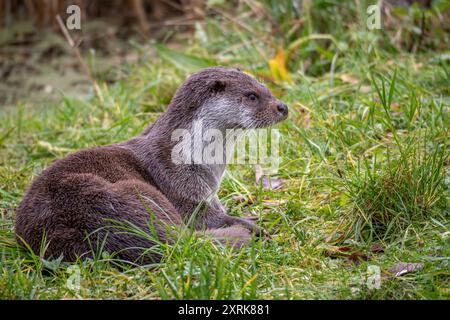 Loutre européenne dans le parc naturel de Lelystad Banque D'Images