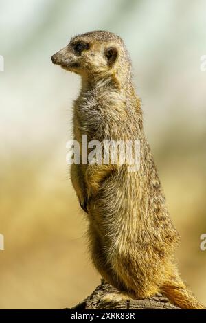 Une suricate à queue mince observant ses environs au zoo de Wroclaw Banque D'Images