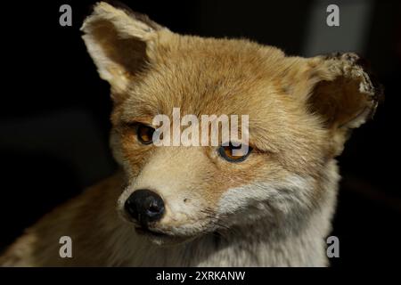 Germany.tête de renard rembourrée présentée lors d'un festival en Allemagne. 1er mai 2024 Banque D'Images