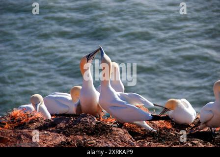 Heligoland, Allemagne. Fous s'accouplant sur les terres supérieures de la seule île allemande offshore Heligoland Banque D'Images