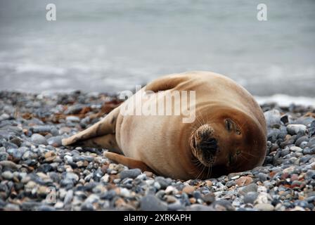 Helgoland, Allemagne. Phoque gris sur la plage de la dune Banque D'Images