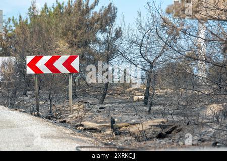 Arbres morts et forêt morte après un incendie de forêt massif. Incendie de forêt en cas de catastrophe naturelle Banque D'Images