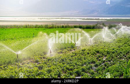 Arrosage automatique du système d'arrosage dans la ferme végétale. Mise au point sélective et flou de mouvement Banque D'Images