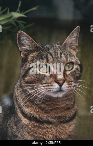 Beau gros plan d'un chat brun et gris Banque D'Images