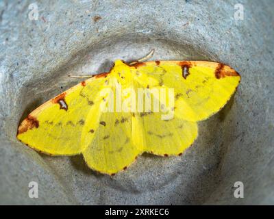 Étendez les ailes jaunes de la teigne de Brimstone, Opisthograptis luteolata, un visiteur du jardin britannique Banque D'Images