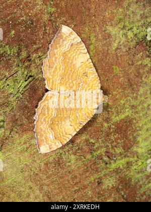 Ailes dorées ondulées blanches du Royaume-Uni de visistor Garden Moth, Yellow Shell, Camptogramma bilineata Banque D'Images