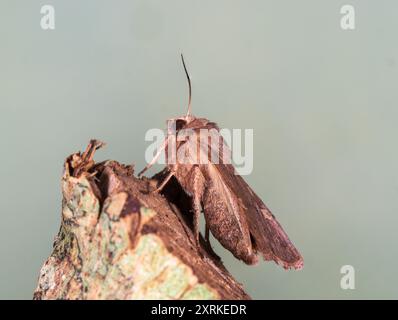 Papillon rustique Square-spot marron adulte, Xestia xanthographa, visiteur du jardin britannique Banque D'Images