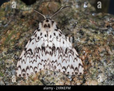 Vue dorsale du noir et blanc Black Arches UK Moth, Lymantria monacha, dans un jardin britannique Banque D'Images