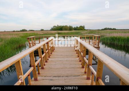 Point de vue et de passerelle. Parc National Tablas de Daimiel, Ciudad Real province, Castilla La Mancha, Espagne. Banque D'Images