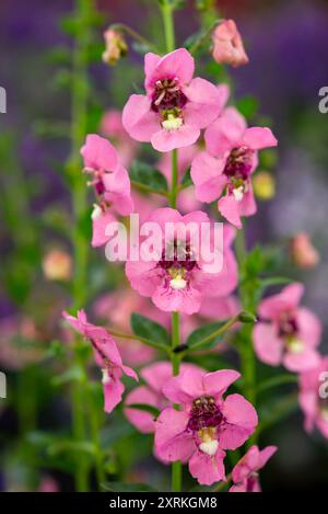 Angelonia 'Adessa Pink' une plante vivace tendre cultivée comme une année avec des pointes de fleurs rose pâle en été. Banque D'Images