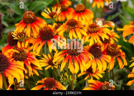 Echinacea 'Parrot', une plante de bordure vivace avec des fleurs jaune vif et orange à la fin de l'été. Banque D'Images