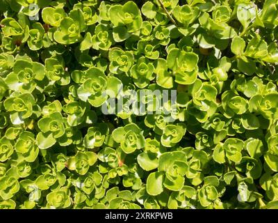 Plante caucasienne à deux rangées de pierres (Phedimus spurius), fond vert naturel Banque D'Images