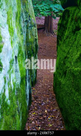Eridge secoue East Sussex. Banque D'Images