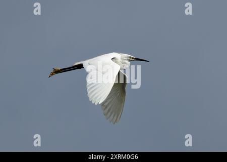 Little Egret aperçue à Swords Estuary, Dublin. Se nourrit de poissons, d'insectes et d'amphibiens. Communément trouvé dans les zones humides, les estuaires et les régions côtières acr Banque D'Images