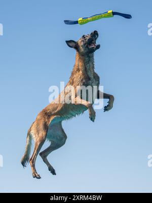 Chien malinois belge attrapant un jouet contre un ciel bleu après avoir sauté d'un quai Banque D'Images