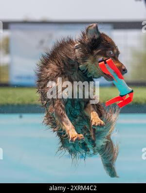 Red border collie chien attraper son jouet après avoir sauté du quai et prêt à atterrir dans la piscine Banque D'Images