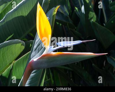 Belle fleur de Strelitzia reginae de près à l'extérieur Banque D'Images