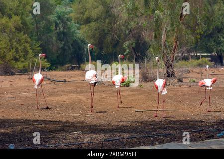 Grands flamants roses en Arabie Saoudite Banque D'Images