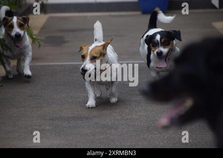 Trois heureux Jack Russel terrier chiens avec une balle et le terrible chien noir, et spoilsport Banque D'Images