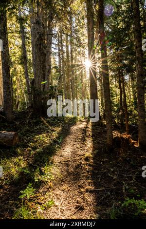 Sunburst brille à travers la forêt de pins sur le sentier de terre dans le parc national du Mont Rainier Banque D'Images