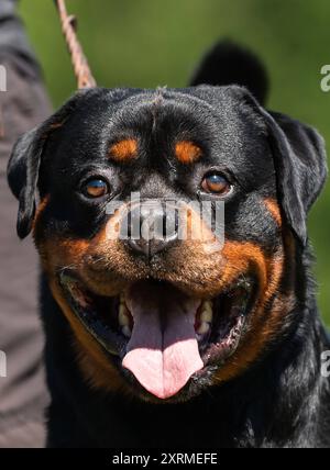 Ein Rottweiler steht während einer Veranstaltung eines Hundevereins auf einer Wiese. Rottweil Baden-Württemberg Deutschland *** Un Rottweiler se tient sur une prairie lors d'un événement canin club Rottweil Baden Württemberg Allemagne Banque D'Images