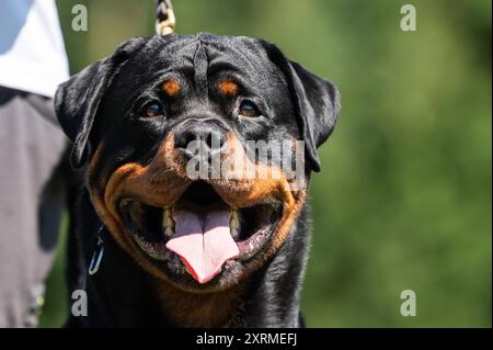 Ein Rottweiler steht während einer Veranstaltung eines Hundevereins auf einer Wiese. Rottweil Baden-Württemberg Deutschland *** Un Rottweiler se tient sur une prairie lors d'un événement canin club Rottweil Baden Württemberg Allemagne Banque D'Images