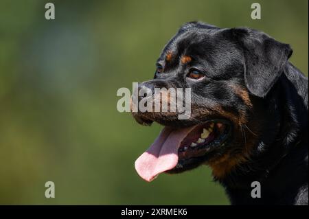 Ein Rottweiler steht während einer Veranstaltung eines Hundevereins auf einer Wiese. Rottweil Baden-Württemberg Deutschland *** Un Rottweiler se tient sur une prairie lors d'un événement canin club Rottweil Baden Württemberg Allemagne Banque D'Images