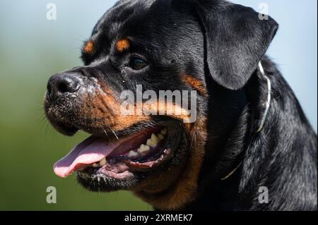 Ein Rottweiler steht während einer Veranstaltung eines Hundevereins auf einer Wiese. Rottweil Baden-Württemberg Deutschland *** Un Rottweiler se tient sur une prairie lors d'un événement canin club Rottweil Baden Württemberg Allemagne Banque D'Images