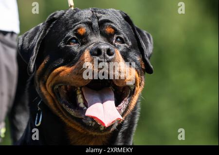 Ein Rottweiler steht während einer Veranstaltung eines Hundevereins auf einer Wiese. Rottweil Baden-Württemberg Deutschland *** Un Rottweiler se tient sur une prairie lors d'un événement canin club Rottweil Baden Württemberg Allemagne Banque D'Images