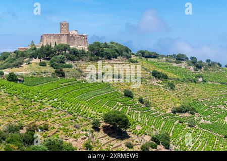 Fort Saint Elme, Collioure, Côte Vermeille, Pyrénées Orientales, Occitanie, France Banque D'Images