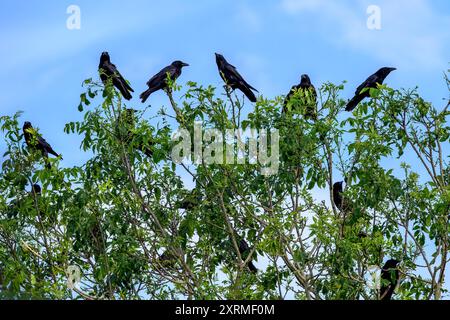 Un troupeau de corbeaux était assis haut dans un arbre. Aussi connu sous le nom de meurtre de Crows contre un ciel bleu Banque D'Images