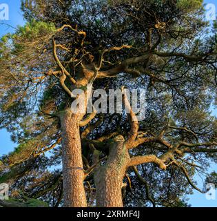 Regardant vers le haut les branches tordues d'arbres de vieux pin gnarly, ensoleillé à l'heure dorée, prise à Priddy, Somerset, Royaume-Uni Banque D'Images