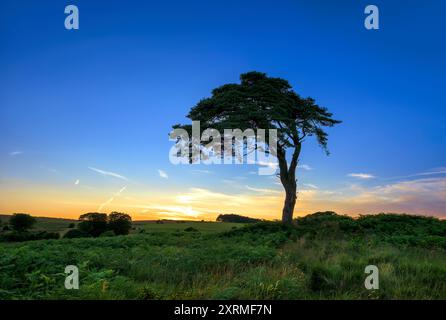 L'arbre bien connu des mines Priddy qui surplombe l'étang Priddy juste après le coucher du soleil avec le coucher du soleil à l'horizon Banque D'Images