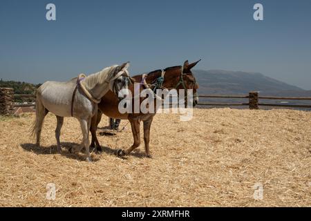 L'agriculteur en éventail le blé séparant le blé de la paille, fond de cheval Banque D'Images