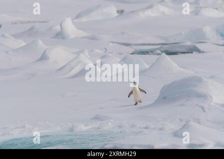 pingouin solitaire marchant dans l'immensité antarctique Banque D'Images