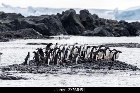 groupe de manchots adelie sur une petite île rocheuse dans l'océan antarctique Banque D'Images