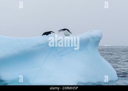 deux manchots à jugulaire sur la banquise dans l'océan antarctique Banque D'Images