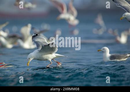 Goéland argenté (Larus argentatus) masse d'oiseaux dans un port volant dans les airs, assis et marchant sur l'eau. Norvège en hiver. Banque D'Images