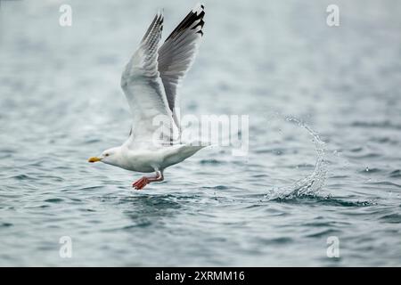 Ailes de goéland argenté (Larus argentatus) levées en vol. Décollage avec une grande éclaboussure d'eau derrière. Plumage hivernal. Banque D'Images