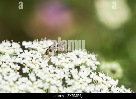 Accouplement de mouches à pattes épaisses (Syritta pipiens) sur une fleur de Yarrow. Notez l'acarien rouge sur le mâle Banque D'Images