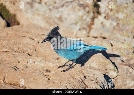 Un curieux jay de steller en plein soleil sautant sur un rocher. Banque D'Images